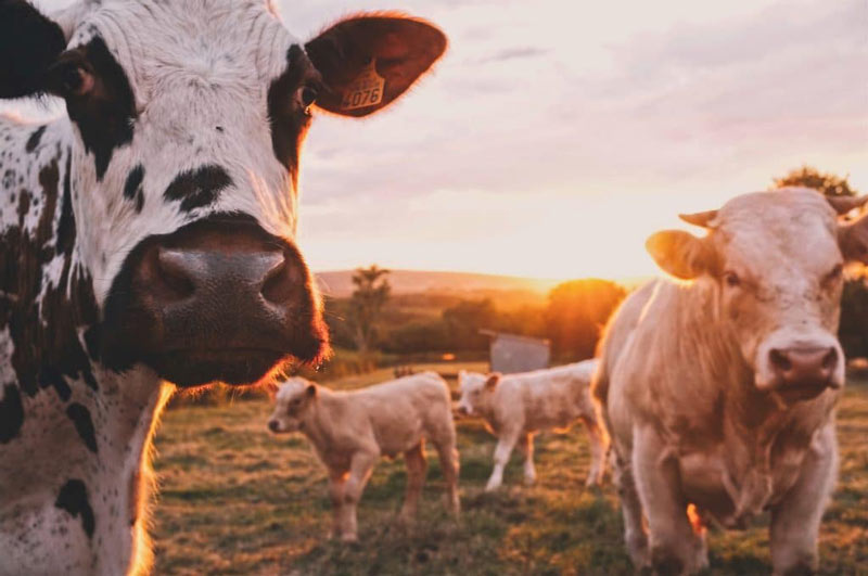 how one company is using greenhouse gas to mitigate world hunger